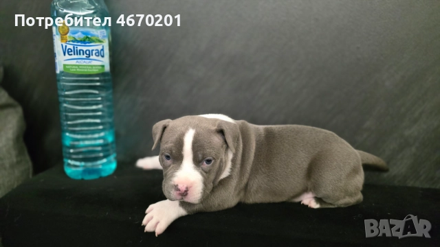 Американско Покет були, снимка 3 - Други - 52671780