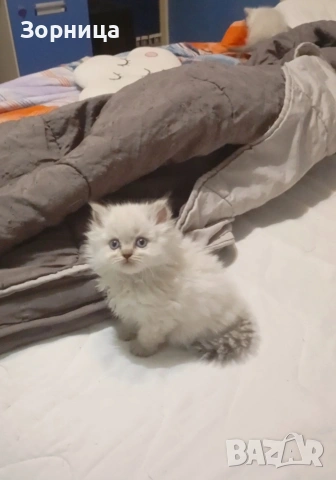 Британска сребърна чинчила , снимка 10 - Чинчили - 54337750