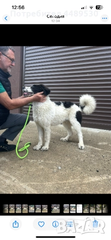 Сертифициран развъдник продава българско овчарско куче / каракачанка, снимка 2 - Каракачанска овчарка - 52176377