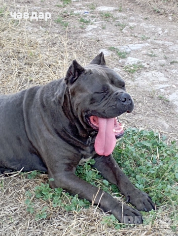 малки Кане Корсо , снимка 7 - Кане корсо - 52974140