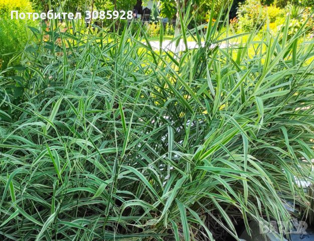 ФАЛАРИС-(PHALARIS PICTA)💥 ИзГоДнО 💥, снимка 2 - Разсади - 37402494