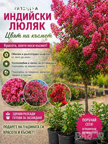 Индийски люляк - разсад