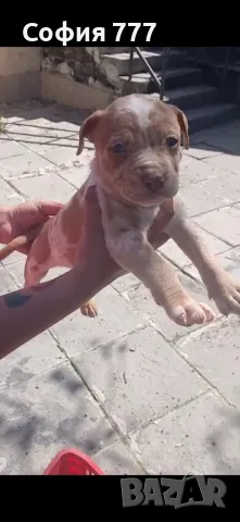 топ малки страхотни бебета от добри родители, снимка 3 - Питбул - 50029436