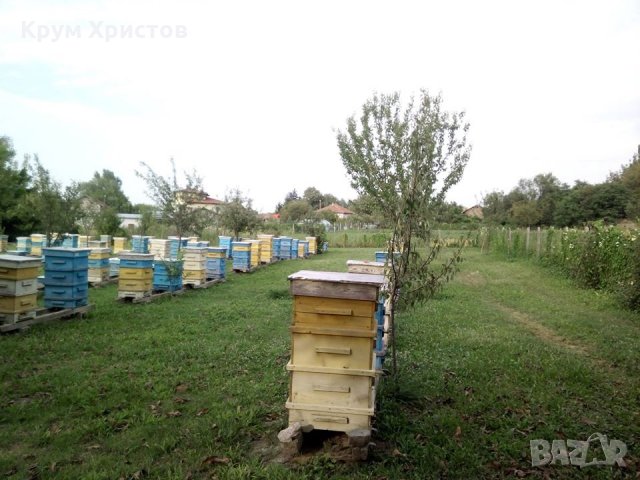 Български полифлорен пчелен мед 2023 -опаковки ~1кг. и ~25кг. (полски букет-слънчоглед), снимка 4 - Други - 29594647