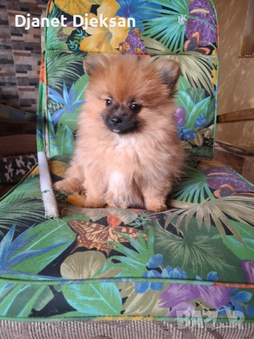 Продавам померанче, снимка 2 - Померан - 53175930