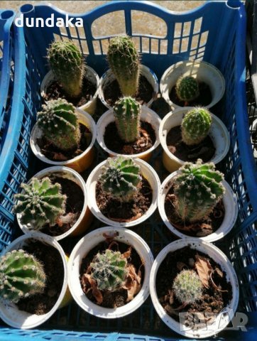 Цъфтящи кактуси , снимка 3 - Стайни растения - 33835796