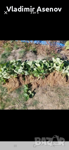 Ягоди, снимка 7 - Козметични уреди - 53940999