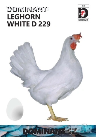 Новопронесли кокошки носачки, снасящи цветни яйца 6  МЕСЕЧНИ, снимка 6 - Кокошки и пуйки - 53043969