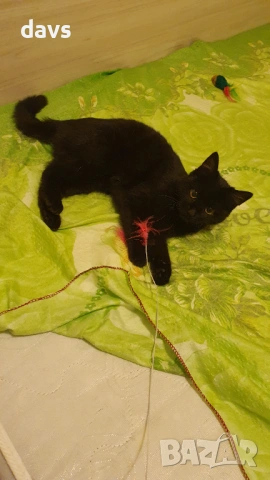 Черна котка на 6 мес. търси дом, снимка 2 - Други - 53116660