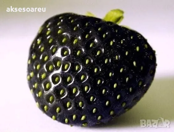 80 семена от плод черна ягода органични плодови ягодови семки от вкусни черни ягоди отлични плодове, снимка 6 - Сортови семена и луковици - 50419261