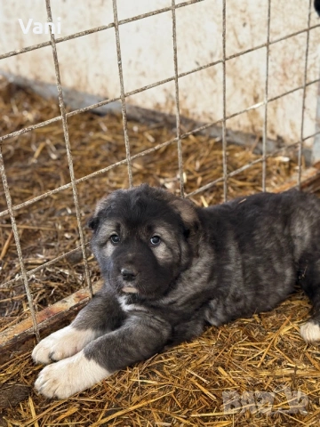 Аласай / САО , снимка 4 - Алабай - 54093320