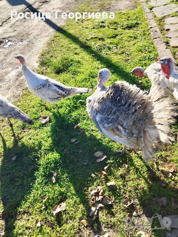 Домашни пуйки мъжки и женски 0897614893 Цена по договоряне, снимка 6 - други­ - 52739963