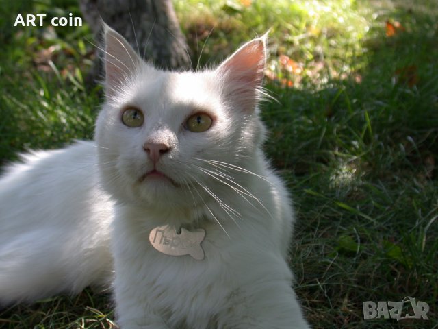 медальони за котки, снимка 3 - За котки - 30116797