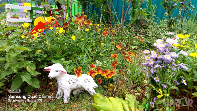 продавам големи разстения Гайлардия , снимка 6 - Декорация за дома - 44717947