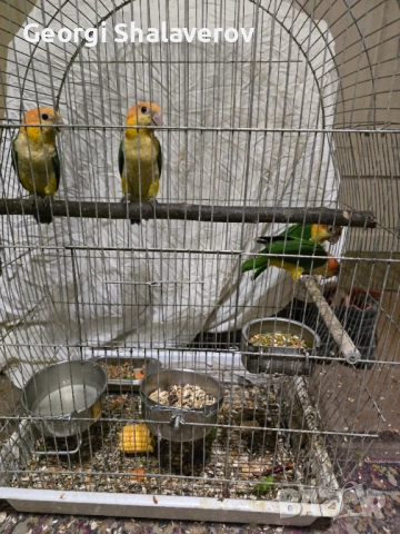Продавам кайки, снимка 2 - Папагали - 52124637
