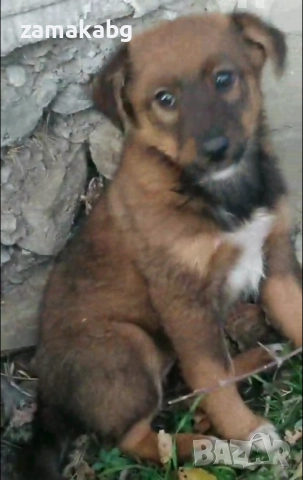 Подаряваме кученцe бездомниче пухено бобче женско