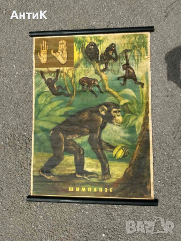 Соц Учебни Плакати Постери Биология