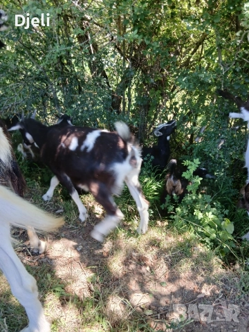 продавам кози и ярета, снимка 6 - Кози - 51835332