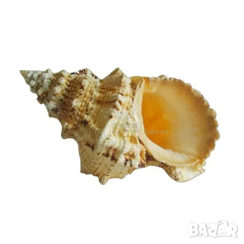 Естествена черупка от раковина
