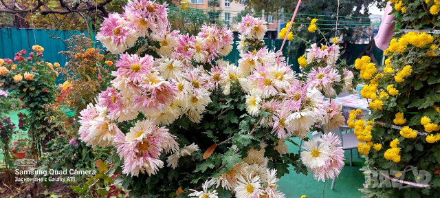 Продавам различни видове хризантеми , снимка 17 - Градински цветя и растения - 44752282