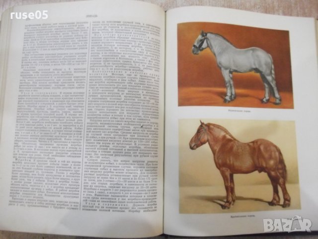 Книга "Ветерин.энциклоп.словарь-том1-К.И.Скрябин" - 640 стр., снимка 6 - Енциклопедии, справочници - 34398750