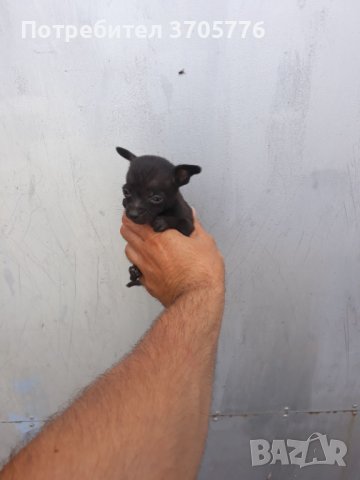 Мини пинчери и чихупинчери, снимка 5 - Пинчер - 40767138