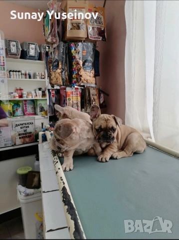 Френски булдочета мерлета(флъфи ген), снимка 11 - Френски булдог - 54108361