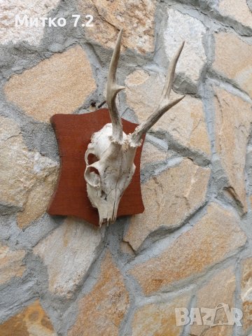 Ловен трофей от сръндак, снимка 4 - Други - 37542518