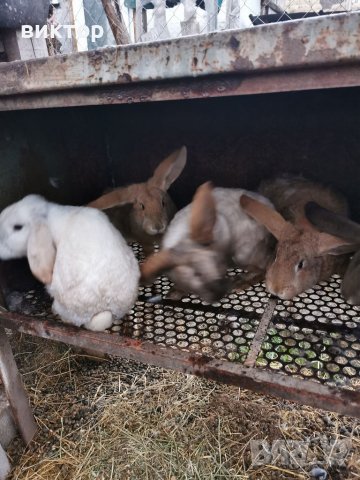 Продавам зайци , снимка 4 - Други животни - 39600565