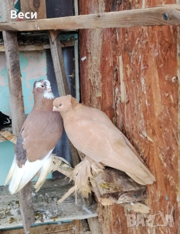 Продавам чифт узбекски и мъжки, снимка 3 - Гълъби - 52909602