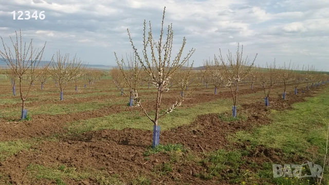 Продава се овощна градина, снимка 15 - Земеделска земя - 52111055
