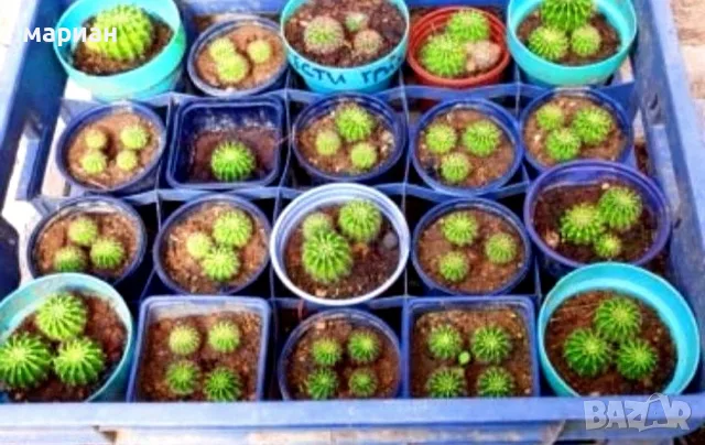 Цъфтящ кактус Ехинопсис (Echinopsis eyriesii) различни големини, снимка 9 - Градински цветя и растения - 21695497