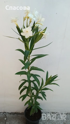 Зокум / лян различни цветове олеандър, снимка 3 - Градински цветя и растения - 46410404