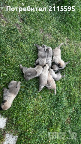 Продавам кангали, снимка 3 - Кангал - 53963577