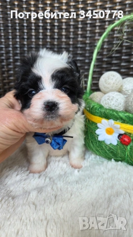 мини бивър момченце, снимка 4 - Йоркширски териер - 54224506
