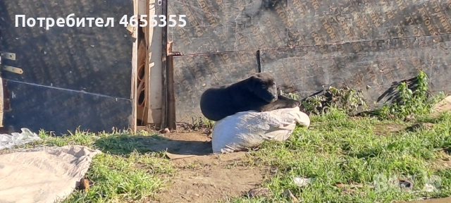 Каракачанка/ лабрадор, снимка 4 - Каракачанска овчарка - 52467039