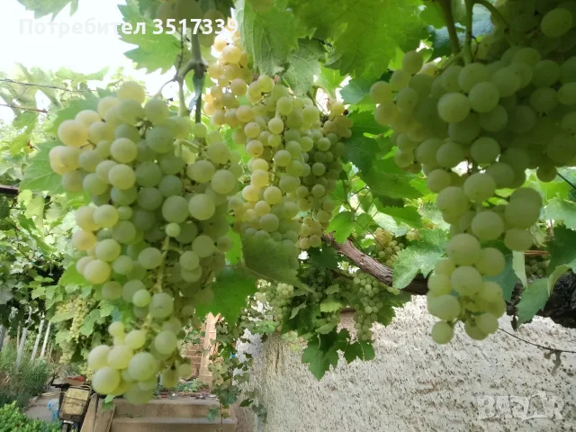 продавам грозде