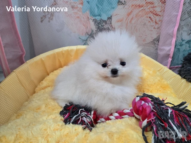 Мини Померанче , снимка 1