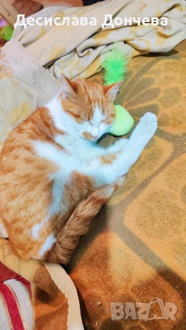 Коте Сами си търси дом, осинови го, снимка 6 - Други - 53033204