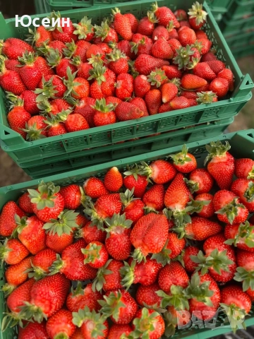 Ягоди сорт албион , снимка 5 - Разсади - 52900763