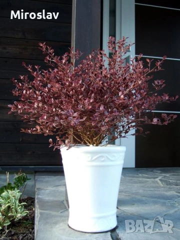 Магически Дракон, снимка 6 - Градински цветя и растения - 53906060