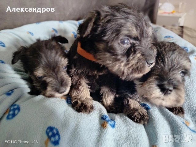 Кученца Цверг Шнауцер , снимка 3 - Други - 52300496