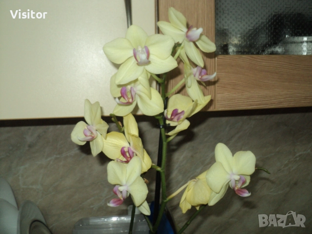 Sony Cyber-shot DSC-S2100   12 МРх, снимка 12 - Фотоапарати - 52851341