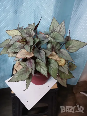 Бегониа белиф 