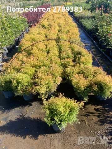 Туя рейнголд