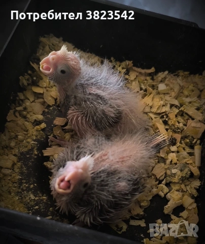 Папагали "Корела" - ръчно хранене 