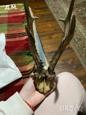 Рога от сръндак , снимка 7 - Антикварни и старинни предмети - 53142670