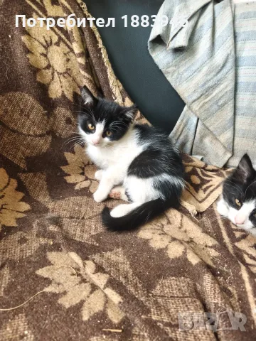 Подарявам малки котенца, снимка 4 - Други животни - 56462252