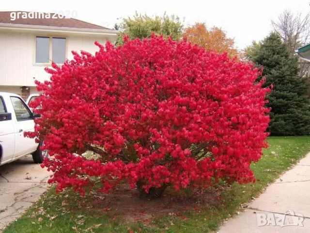 Oгнен храст - Euonymus alatus ​ Студоустойчив , снимка 4 - Разсади - 55709541