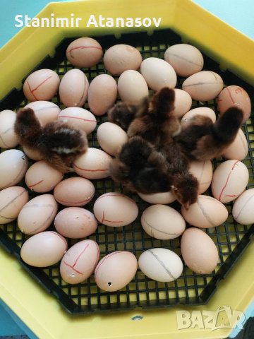   Разплодни яйца от Катунски кокошки, снимка 5 - други­ - 35604780